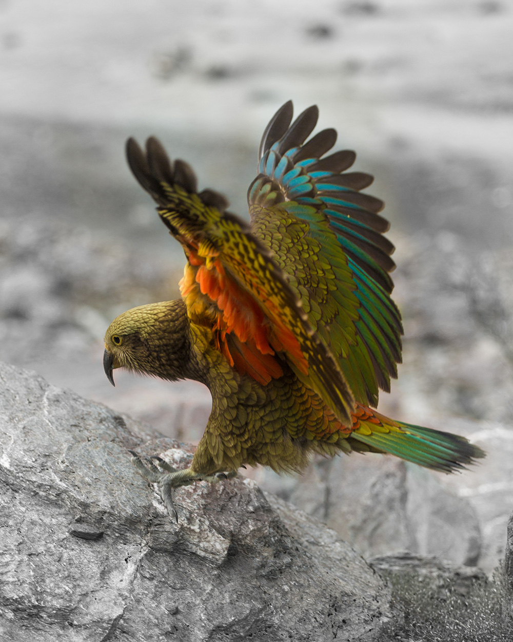 Kea-wings-outstretched